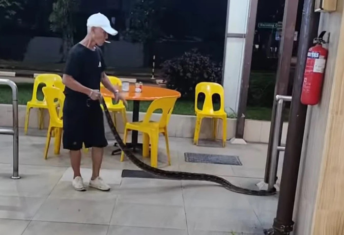 Người đàn ông dùng tay không kéo con rắn ra khỏi quán cà phê, thực khách hoảng loạn bỏ chạy Ảnh 1