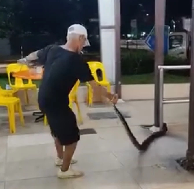 Người đàn ông dùng tay không kéo con rắn ra khỏi quán cà phê, thực khách hoảng loạn bỏ chạy Ảnh 3