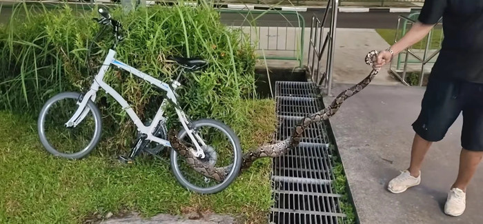 Người đàn ông dùng tay không kéo con rắn ra khỏi quán cà phê, thực khách hoảng loạn bỏ chạy Ảnh 4