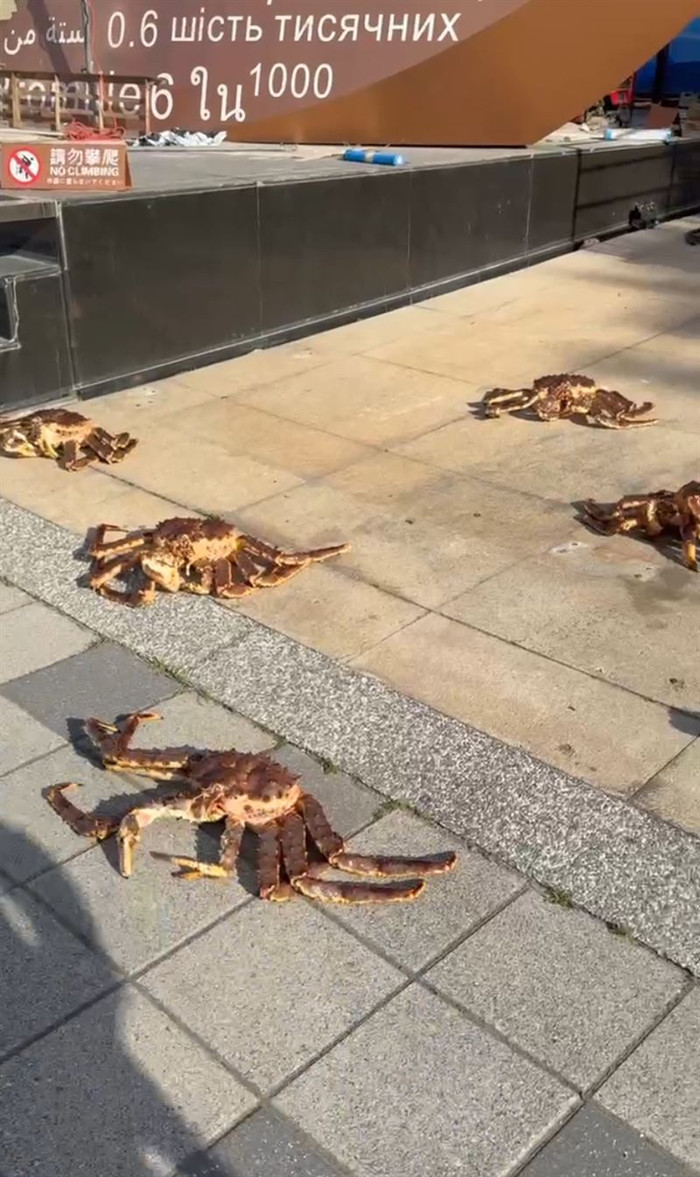 Hàng chục con cua hoàng đế khổng lồ nằm ngổn ngang trên vỉa hè, người đi đường hoang mang Ảnh 2