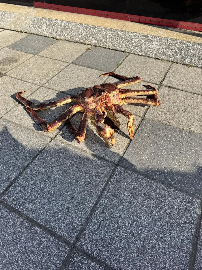 Hàng chục con cua hoàng đế khổng lồ nằm ngổn ngang trên vỉa hè, người đi đường hoang mang Ảnh 3