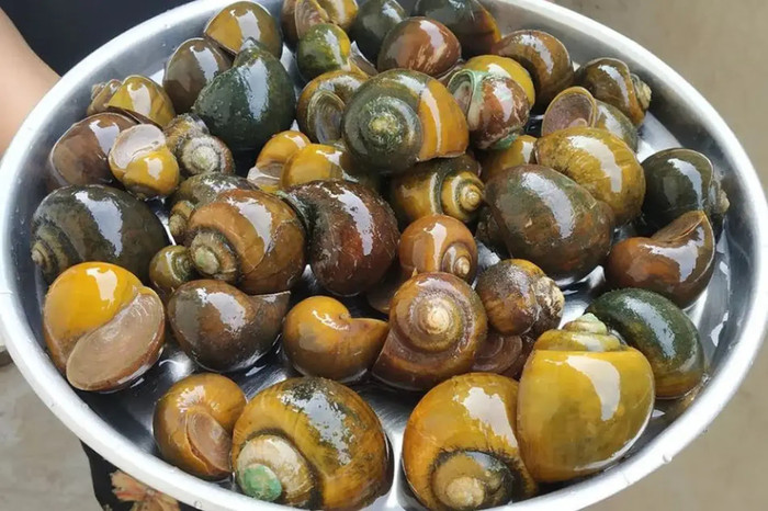 Ký sinh trùng thường có trong một số loài ốc nước ngọt nên cần chế biến kỹ trước khi ăn. (Ảnh minh họa từ Internet)