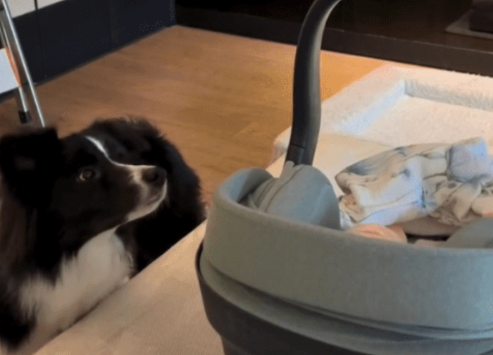 Hình ảnh được Đinh Tử Điền chia sẻ mới đây. 