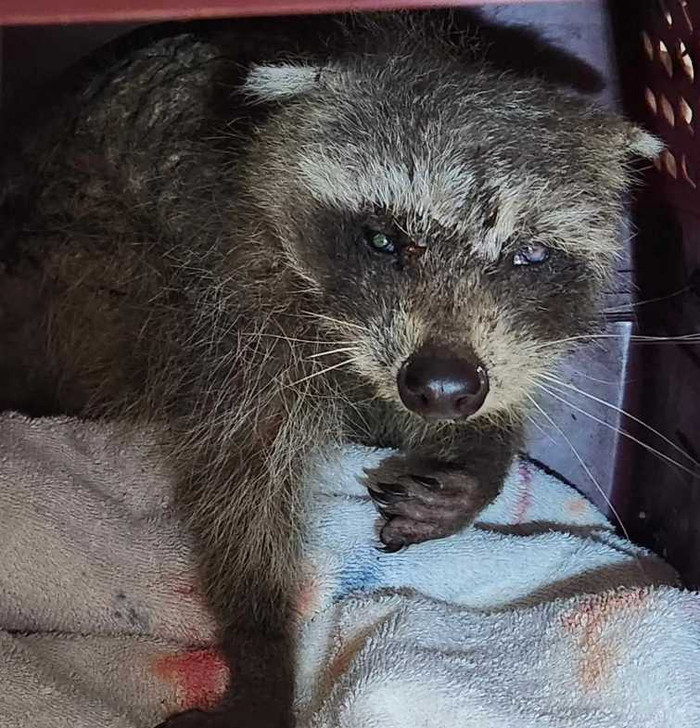 Phát hiện vật thể lạ nằm ngoài sân, cô gái lập tức đăng đàn cầu cứu sau khi biết sự thật Ảnh 3