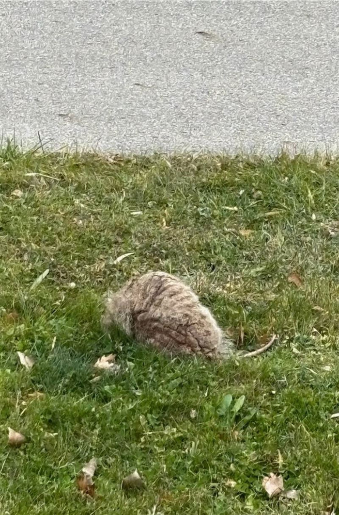Phát hiện vật thể lạ nằm ngoài sân, cô gái lập tức đăng đàn cầu cứu sau khi biết sự thật Ảnh 1