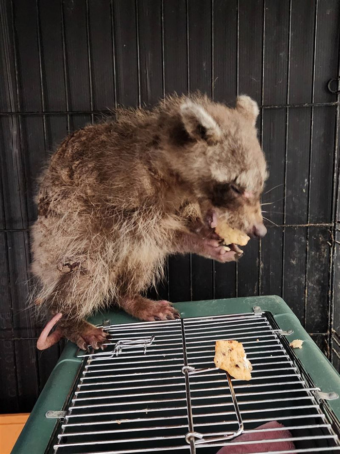 Phát hiện vật thể lạ nằm ngoài sân, cô gái lập tức đăng đàn cầu cứu sau khi biết sự thật Ảnh 2