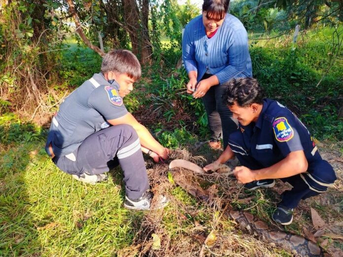 Đi cho cá ăn, người đàn ông kinh hoàng phát hiện 'vị khách' trong ao nước Ảnh 1