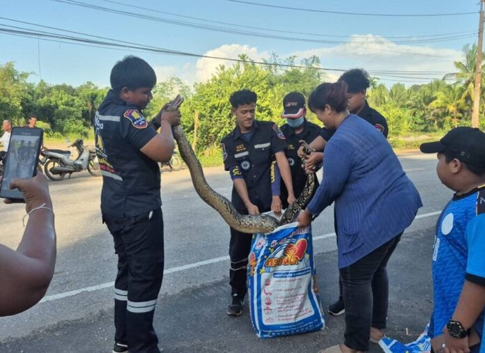 Đi cho cá ăn, người đàn ông kinh hoàng phát hiện 'vị khách' trong ao nước Ảnh 4