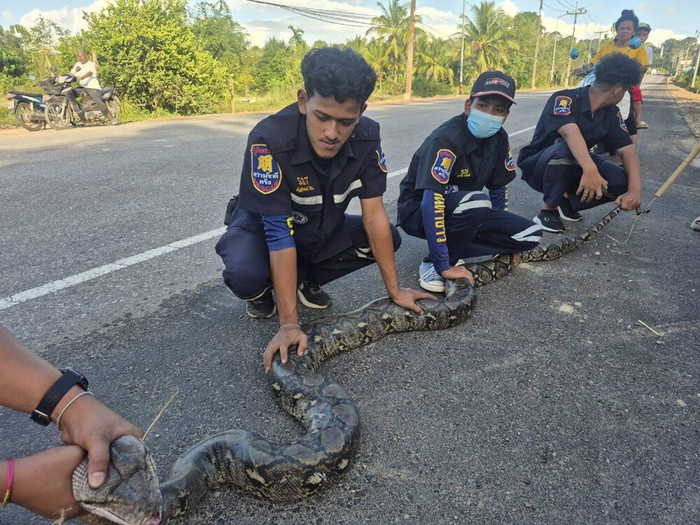 Đi cho cá ăn, người đàn ông kinh hoàng phát hiện 'vị khách' trong ao nước Ảnh 3