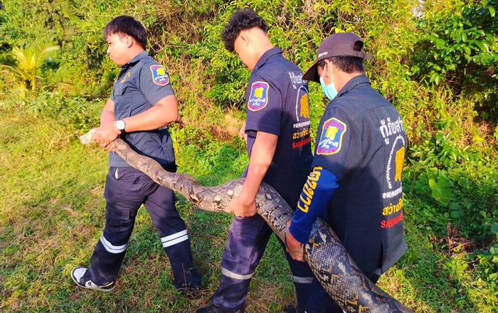 Đi cho cá ăn, người đàn ông kinh hoàng phát hiện 'vị khách' trong ao nước Ảnh 2