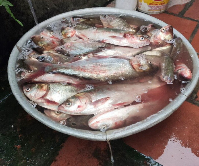 Cá mè từng bị chê vì mùi tanh nhưng hiện tại lại được săn lùng vì giá trị dinh dưỡng cao, nếu chế biến đúng cách sẽ có món ăn ngon. (Ảnh minh họa từ Internet)