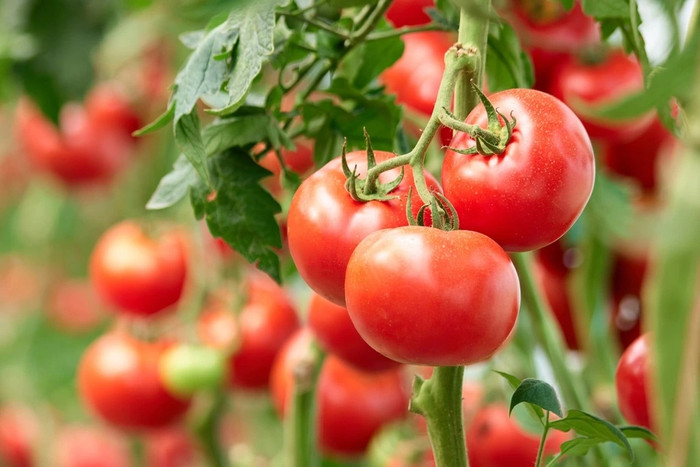 Câu chuyện về một giáo viên 50 tuổi ăn cà chua mỗi ngày và kết quả đi khám sau 1 năm khiến nhiều người bất ngờ. (Ảnh minh họa từ Internet)