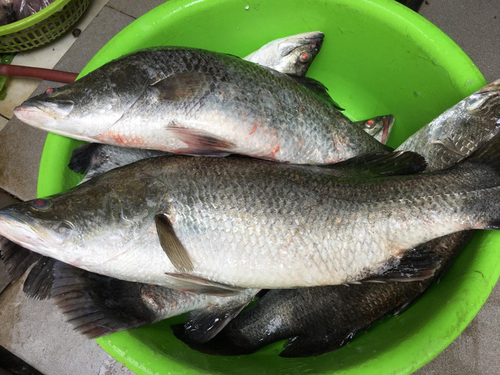 Cá vược (hay còn gọi là cá chẽm) được đánh giá có nhiều dinh dưỡng, tốt cho sức khỏe. (Ảnh minh họa từ Internet)