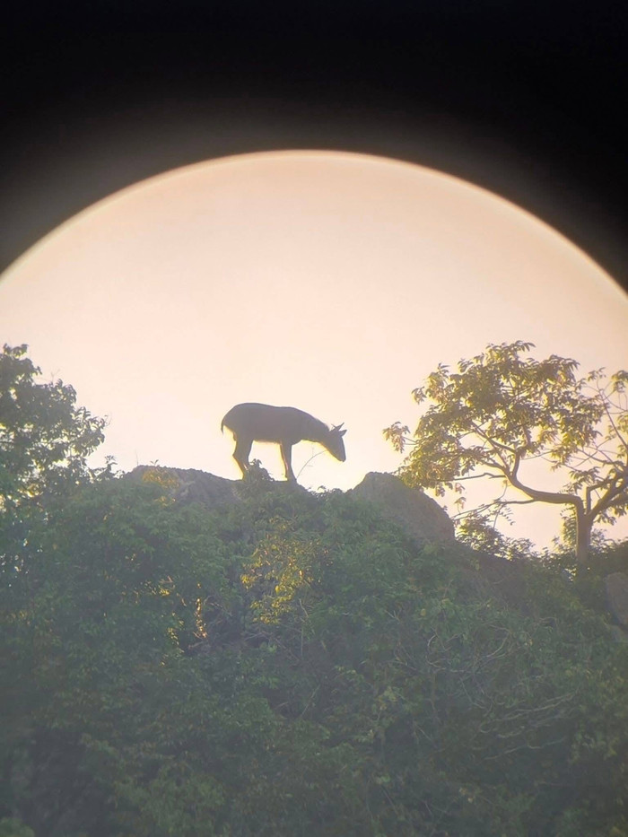 Phát hiện con vật quý hiếm trên sườn núi, cảnh tượng gây ngỡ ngàng Ảnh 2