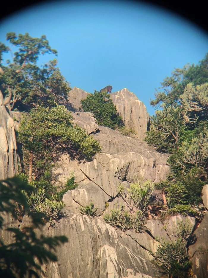 Phát hiện con vật quý hiếm trên sườn núi, cảnh tượng gây ngỡ ngàng Ảnh 4