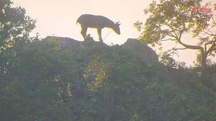 Phát hiện con vật quý hiếm trên sườn núi, cảnh tượng gây ngỡ ngàng Ảnh 1