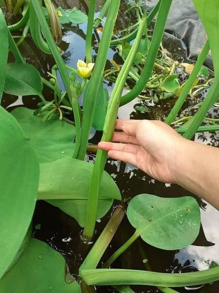 Loại rau mọc dại ở miền Tây, được săn đón nhiều nhất vào mùa nước nổi Ảnh 3