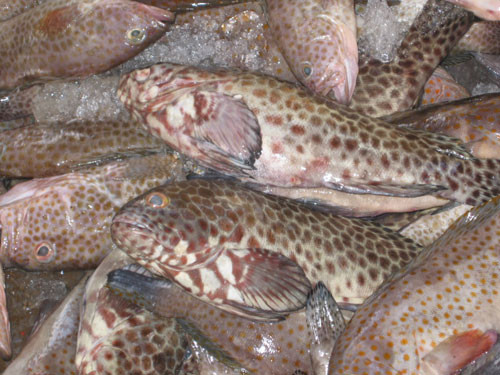 (Ảnh minh họa từ Internet)