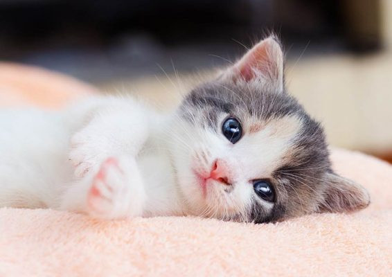 5 con giáp nên cẩn thận lời ăn tiếng nói trong tháng Giêng năm Ất Tỵ Ảnh 3