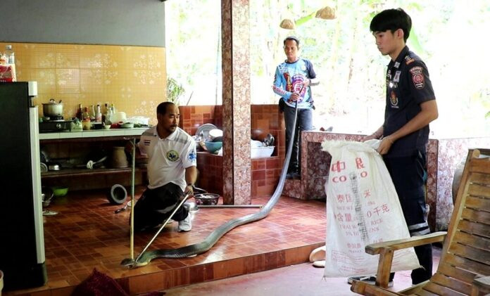 Đang ăn trong bếp, cụ bà bất ngờ đánh rơi đĩa cơm và bỏ chạy khi nhìn thấy một thứ Ảnh 1