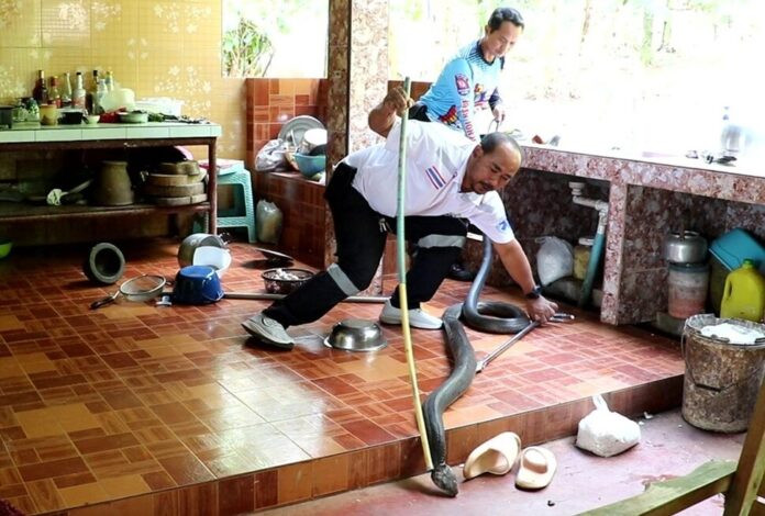 Đang ăn trong bếp, cụ bà bất ngờ đánh rơi đĩa cơm và bỏ chạy khi nhìn thấy một thứ Ảnh 3