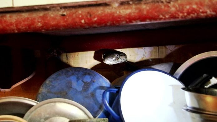 Đang ăn trong bếp, cụ bà bất ngờ đánh rơi đĩa cơm và bỏ chạy khi nhìn thấy một thứ Ảnh 4