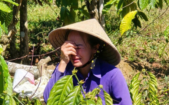 Người phụ nữ khóc ròng khi hàng trăm gốc tiêu và cà phê bị chặt phá, danh tính kẻ phá hoại gây bất ngờ Ảnh 2