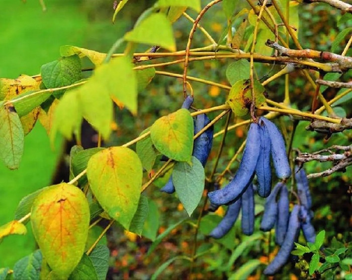 Hình dáng của quả Decaisnea.