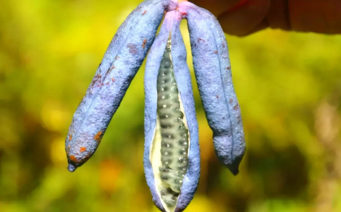 Loại quả xấu xí với cái tên tế nhị nhưng có vô vàn công dụng với sức khoẻ Ảnh 2