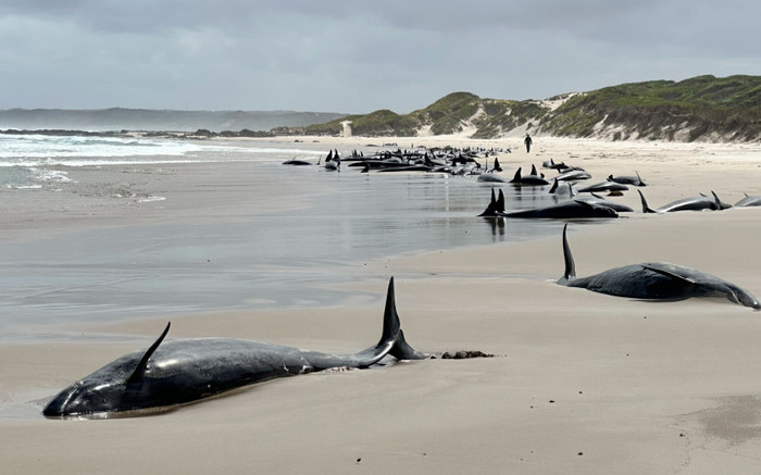Hơn 150 con cá voi sát thủ giả bị mắc cạn, cảnh tượng gây bất ngờ Ảnh 2