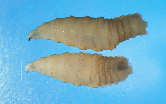 Bùng phát ký sinh trùng ăn thịt, ghi nhận 30 người đã bị nhiễm bệnh Ảnh 2