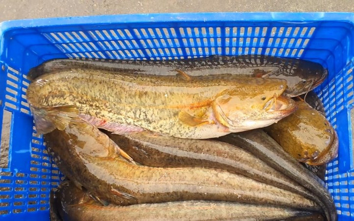 Loại cá có tên 'nghe kỳ cục' nay thành đặc sản, 3 đôi râu trên miệng dễ nhầm cá trê Ảnh 2