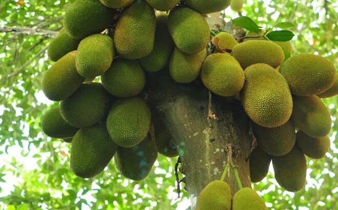 Loại quả thường bị 'khoét đầu, bôi vôi' nay thành đặc sản, khoảng 35.000 đồng/ký Ảnh 2