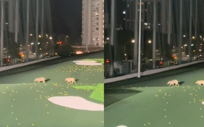 Người đàn ông đang chơi golf, hoảng hồn khi nhìn thấy 2 sinh vật di chuyển Ảnh 2