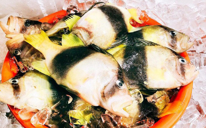 Loại cá có tên rất lạ thành đặc sản, được dân địa phương ví như thịt gà, 300.000 đồng/ký Ảnh 2