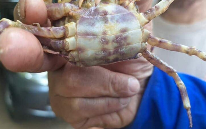 Người đàn ông bắt được con cua kỳ lạ, dân làng hiếu kỳ đổ xô đến xem Ảnh 2