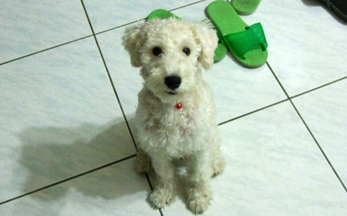 Chú chó cưng mất tích 15 năm, chủ nhân treo thưởng hơn 200 triệu chỉ để biết một sự thật Ảnh 2