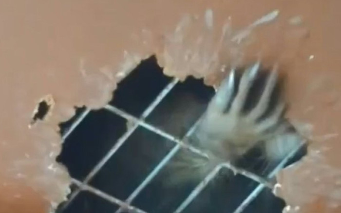 Gia đình hoảng hồn khi thấy 'bàn tay tái mét' thò ra từ trần nhà Ảnh 2