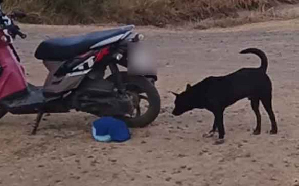 Chó nuôi tha gói hàng lạ về nhà, người chủ hoảng hốt sau khi mở ra kiểm tra Ảnh 2