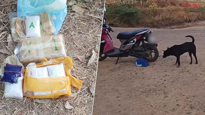 Chó nuôi tha gói hàng lạ về nhà, người chủ hoảng hốt sau khi mở ra kiểm tra Ảnh 1