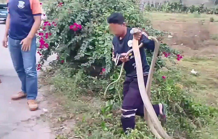 Người đàn ông tay không bắt rắn hổ mang dài hơn 3m, dân làng đổ xô đến để làm một việc Ảnh 1