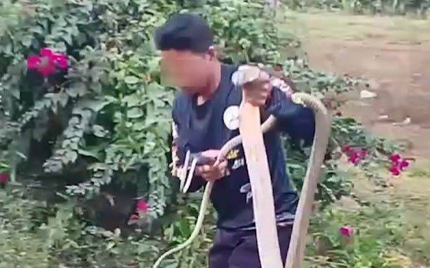 Người đàn ông tay không bắt rắn hổ mang dài hơn 3m, dân làng đổ xô đến để làm một việc Ảnh 2