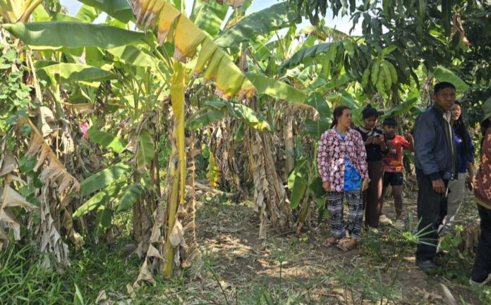 Bà cụ nghe âm thanh lạ trong vườn chuối, tá hỏa sau khi kiểm tra Ảnh 2