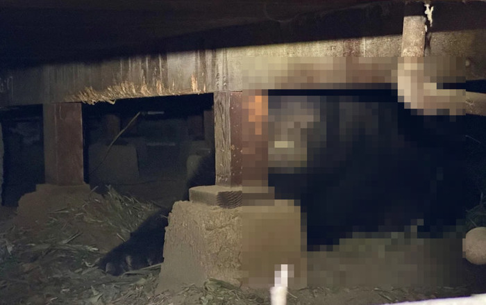 Trở về nhà sau vụ cháy, người đàn ông tá hỏa vì sự xuất hiện của 'vị khách' không mời Ảnh 2