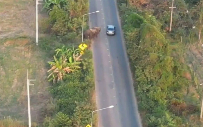 Lái xe trên đường cao tốc, nhiều tài xế lo sợ vì các 'vị khách' khổng lồ Ảnh 2