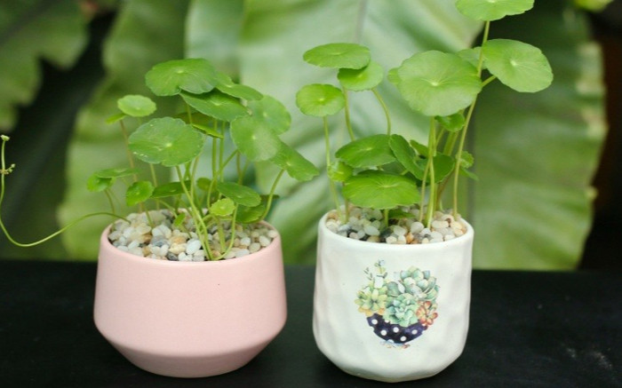 Đầu năm mới, mua ngay 5 cây cảnh để chiêu tài hút lộc, tiền về chật két Ảnh 2