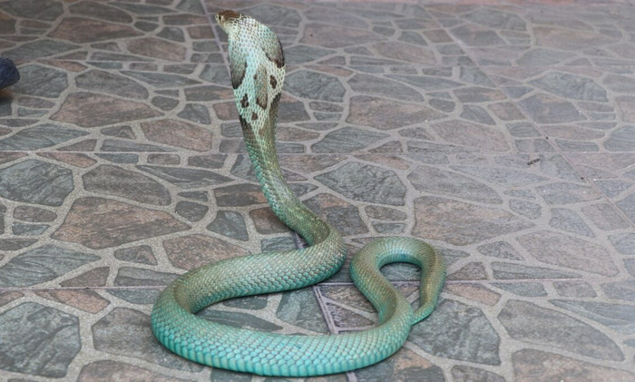 Chủ nhà phát hiện con rắn hổ mang kỳ lạ: 'Chưa từng thấy trước đây bao giờ' Ảnh 1