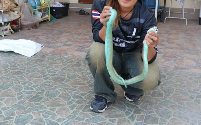 Chủ nhà phát hiện con rắn hổ mang kỳ lạ: 'Chưa từng thấy trước đây bao giờ' Ảnh 2