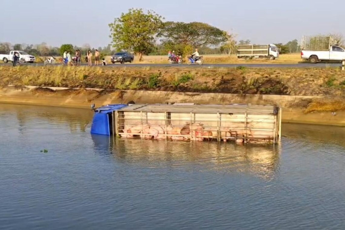 Xe tải chở heo lao xuống sông, gần 100 con bị chết đuối Ảnh 1