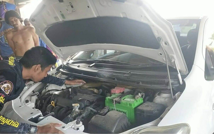 'Vị khách không mời' bị phát hiện ẩn nấp trong động cơ xe hơi, cả khu dân cư hoảng loạn Ảnh 2